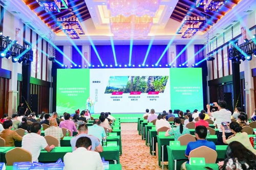 五指山熱帶雨林大葉茶 技術開發驅動品牌升級，助力茶農日子紅火