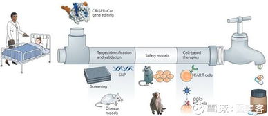 基因編輯上市公司首次公布基于CRISPR開發的同種異體CAR-T臨床前研究結果